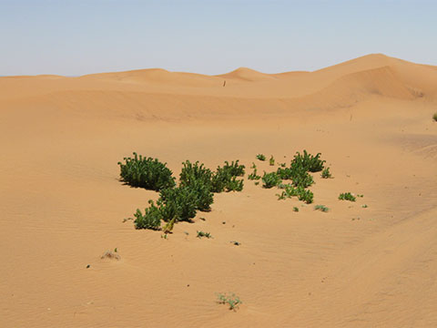Sobre la valoración geoecológica de regiones secas tropicales/subtropicales. El ejemplo del Sahara